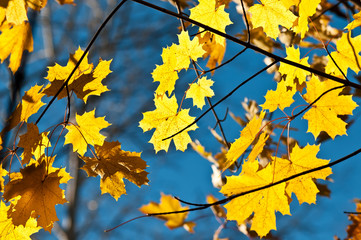 Yellow autumn leaves on a maple tree against bright blue sky