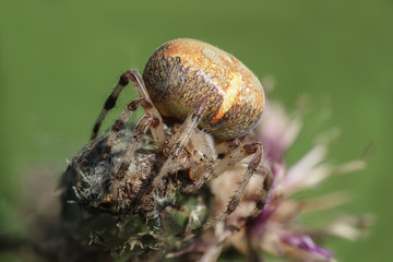 Spider