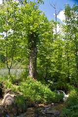 Plitvice Lakes National Park in Croatia
