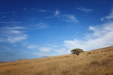 Tree in a field under a blue sky with clouds