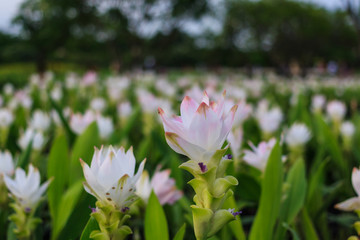 Tulip Thailand