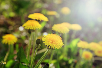 Dandelion flowers on a green meadow in the sunlight.