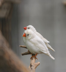 white amadina
