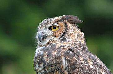 grand duc
