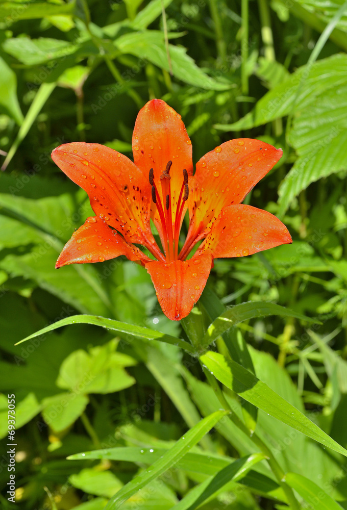 Sticker Wild lily (Lilium pensylvanicum) 11