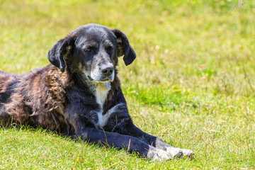 dog lying on grass