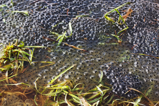 Frogspawn sitting on top of a pond