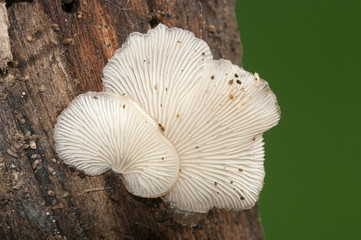 Obraz premium Mushrooms.Crepidotus sp