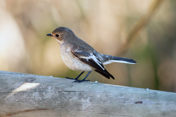 Pied Flycatcher female - Ficedula hypoleuca On lichen covered br
