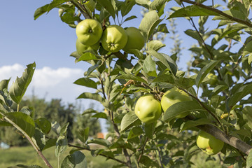 apples on the tree