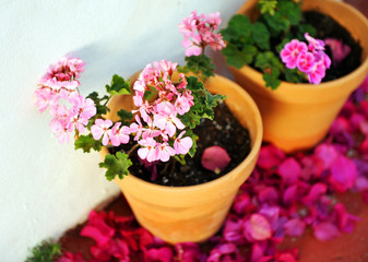 Macetas de geranios