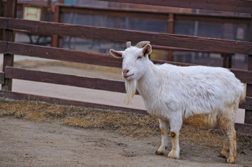 Obraz premium ヤギのポートレート