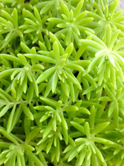 Common Purslane, Verdolaga, Pigweed, Little Hogweed