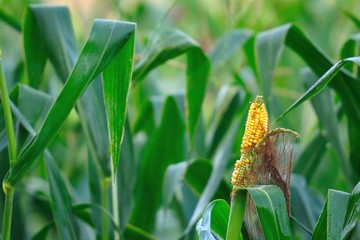 Disease corn cob © Croato
