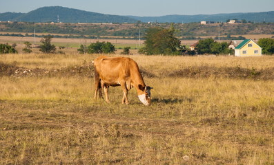 Fototapeta na wymiar Cow grazes in meadow on background of mountains and villages