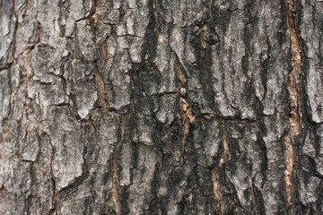 Tree bark detail background.