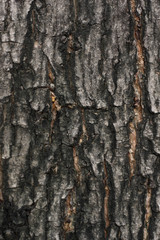 Fototapeta premium Tree bark detail, abstract background.