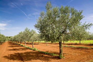 Olive trees near Rovinj, Istria, Croatia - 69375808