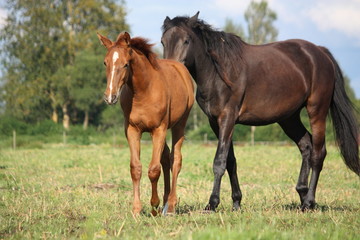 Naklejka na ściany i meble Chestnut foal and black horse walking at the pasture