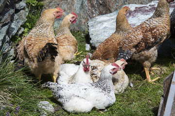 hens