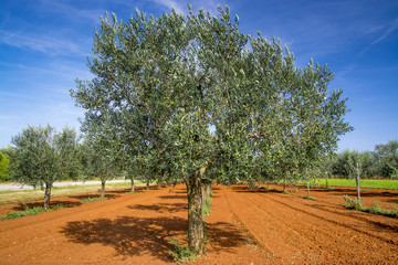 Olive trees near Rovinj, Istria, Croatia