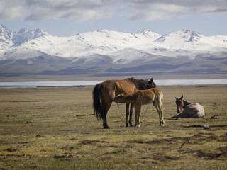 Horse family in the pasture in the foothills of the Tien Shan, K