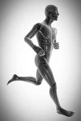 Fototapeta na wymiar human bones radiography scan image