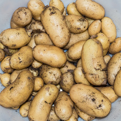 New Potatoes