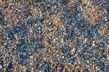 Small shells
