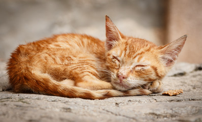 Little abandoned cat