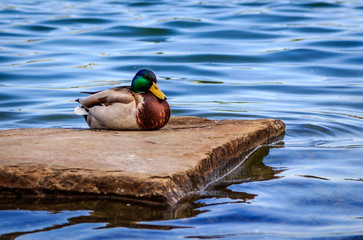 Little duck on rock island