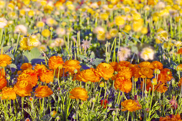 A field of orange-yellow peonies in blossom