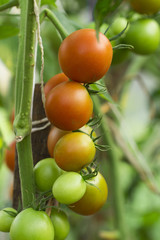 tomato on the white background