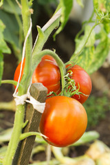 tomato on the white background