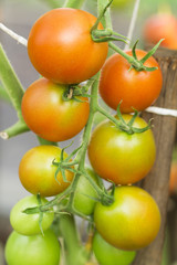tomato on the white background