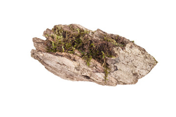 stump with moss isolated on white background