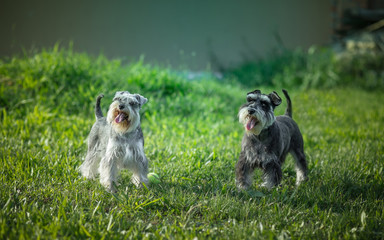 Two schnauzers