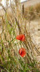 red poppy and corn