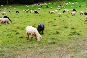 sheep on pasture in the mountains