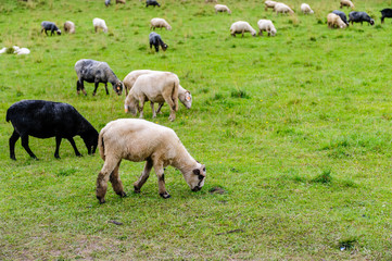 Obraz premium sheep on pasture in the mountains
