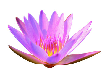 Purple water lily