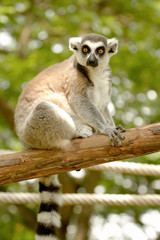 ring-tailed lemur (lemur catta)