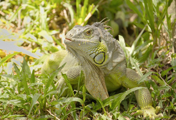 Green Iguana