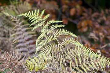 the autumnal impression - dry leaves of the fern