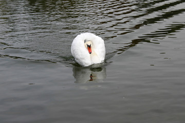 schwan