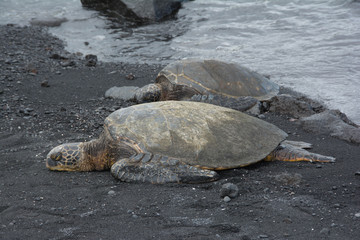 Sea Turtles on the Black Sand Beach