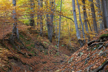 silver-beech tree trunks against the dry leaves