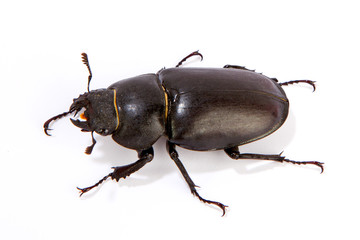Female Stag Beetle