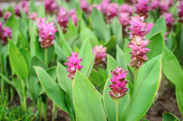 Field of siam tulip flowers