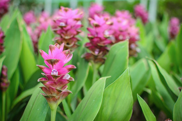 Field of siam tulip flowers